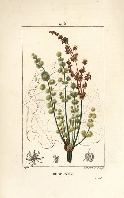 Wilde rabarber - Rhapontic of valse rabarber, Rheum rhapontium, met bloem, stengel, zaad en bladomtrek door Pierre Jean Francois Turpin