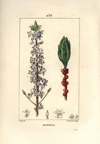 Hout mooi, mooi, groen, groen hout, Daphne mooi hout - Peperboompje, Daphne mezereum. Handgekleurde stipple kopergravure door Lambert Junior naar een tekening van Pierre Jean-Francois Turpin uit Chaumeton, Poiret en Chamberet