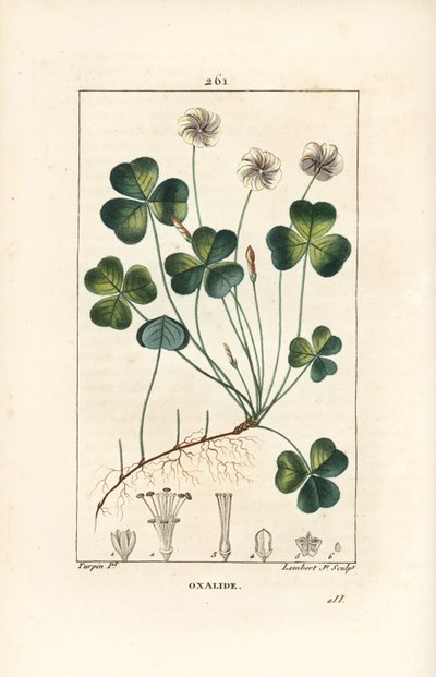 Bosklaverzuring, Oxalis acetosella, met bloem, blad, stengel, zaad en wortel. Handgekleurde stipple kopergravure door Lambert Junior naar een tekening van Pierre Jean-Francois Turpin uit Chaumeton, Poiret en Chamberet door Pierre Jean Francois Turpin