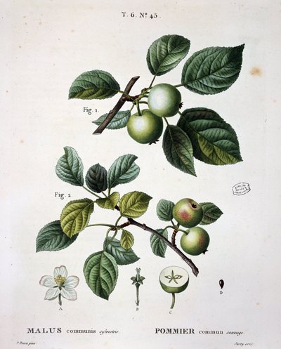 Wilde appelmier - in "Nouveau Duhamel du Monceau ou traité des arbres et arbustes que le culture en France", figuren volgens tekeningen van P.J. Redouté en P. Bessa, Parijs door Pierre Joseph (after) Redoute
