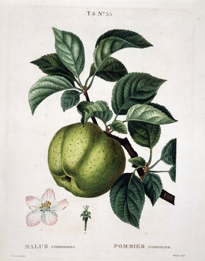 Appelboom - in "Nouveau Duhamel du Monceau ou traité des arbres et arbustes die in Frankrijk worden gekweekt", figuren naar de tekeningen van P.J. Redouté en P. Bessa, Parijs door Pierre Joseph (after) Redoute