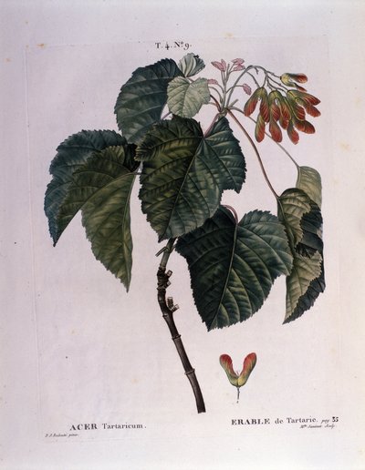 Botanisch: Esdoorn tak. Plaat uit "Nouveau Duhamel du Monceau of Verhandeling over Bomen en Struiken Gecultiveerd in Frankrijk" Aquarel door Pierre Joseph Redoute (1759-1840) 1819 door Pierre Joseph (after) Redoute