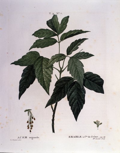 Botanisch: Esdoorn tak. Plaat uit "Nouveau Duhamel du Monceau of Treats Treats Trees and Shrubs Cultivated in France" Aquarel door Pierre Joseph Redoute (1759-1840) 1819 door Pierre Joseph (after) Redoute