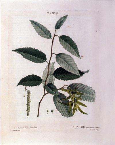 Botanisch: tak van haagbeuk. Plaat uit "Nouveau Duhamel du Monceau of Verhandeling over Bomen en Struiken Gecultiveerd in Frankrijk" Aquarel door Pierre Joseph Redoute (1759-1840) 1819 door Pierre Joseph (after) Redoute