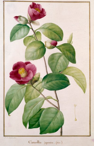 Camellia japonica door Pierre Joseph (after) Redoute