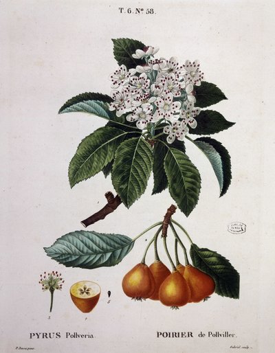 Poirier de Pollviller - in “Nouveau Duhamel du Monceau ou traité des arbres et arbustes que le culture en France”, figuren volgens de tekeningen van P.J. Redoute en P. Bessa, Parijs door Pierre Joseph (after) Redoute
