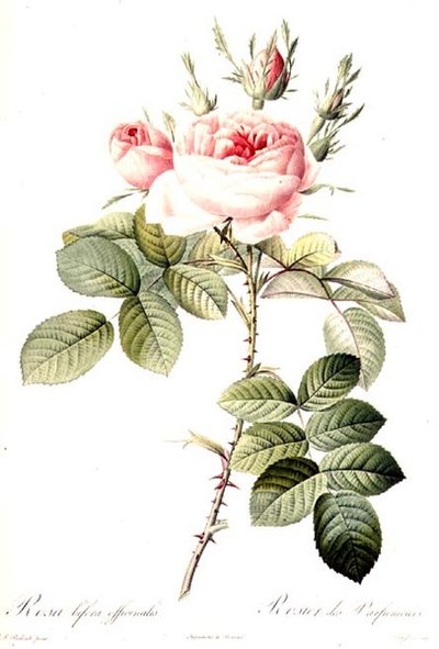 Rosa Bifera Officinalis, gegraveerd door Langlois, uitgegeven door Remond door Pierre Joseph (after) Redoute
