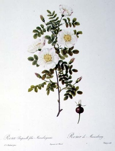 Rosa Pimpinellifolia Mariaeburgensis, gegraveerd door Chapuy, uit 