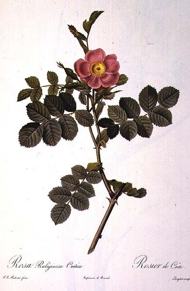 Rosa Rubiginosa Cretica, gegraveerd door Langlois, uit 