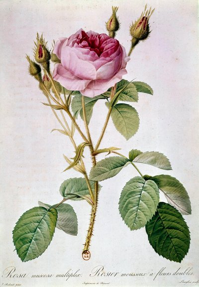 Rozenplaat door Pierre Joseph Redoute. 1817. Parijs, B.N. door Pierre Joseph (after) Redoute