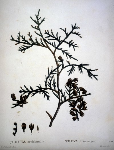 Thuya occidentalis of Thuya d