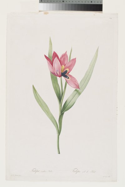 Tulipe Oeil De Soleil door Pierre Joseph (after) Redoute