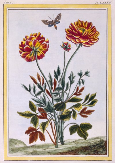 Een Verscheidenheid aan Dubbelbloemige Gele Papaver, ca. 1776 door Pierre Joseph Buchoz