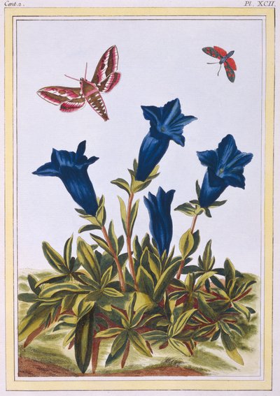 Blauwe gentiaan trompetbloem, pub. 1776 door Pierre Joseph Buchoz