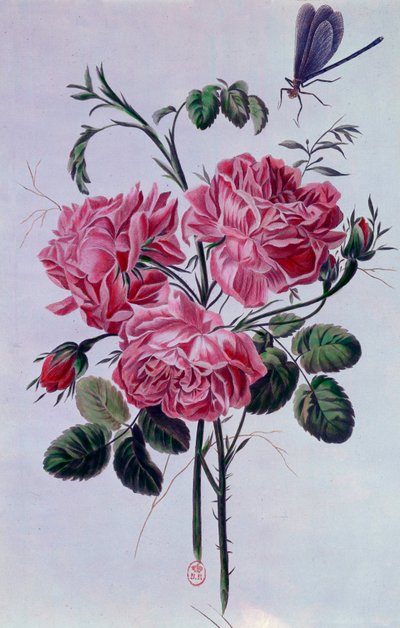 Boeket pioenen Lithografie door Pierre Joseph door Pierre Joseph Buchoz