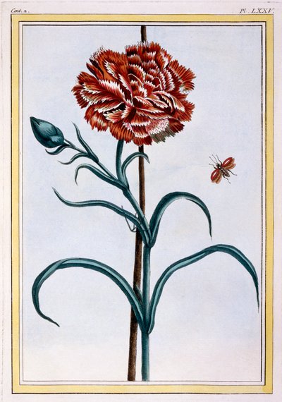Anjer, pub. 1776 door Pierre Joseph Buchoz