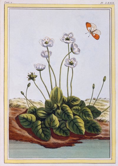 Chiendent de Parnasse Grass of Parnassus, pub. 1776 door Pierre Joseph Buchoz