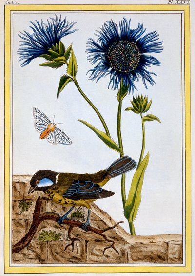 Korenbloem, uitgegeven 1776 door Pierre Joseph Buchoz