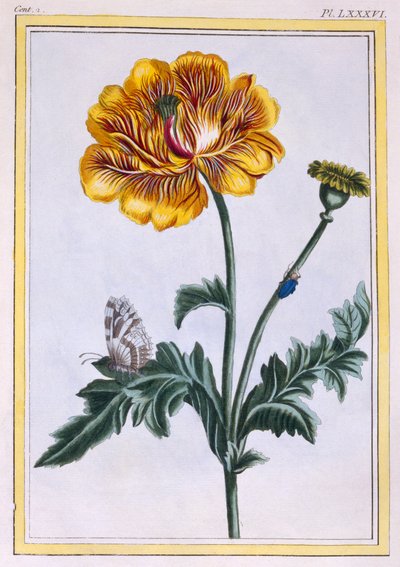 Dubbele Kruipende Boterbloem Ranunculus repens Var: Pleniflorus door Pierre Joseph Buchoz
