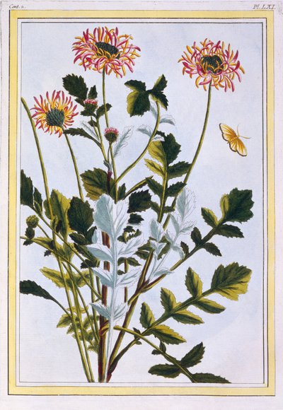 Ethiopische Arcotis (Afrikaanse Lelie) door Pierre Joseph Buchoz