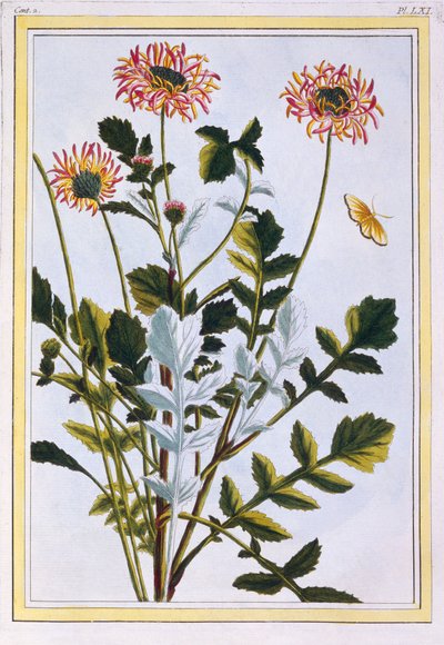 Ethiopische Arctotis Afrikaanse Madeliefje door Pierre Joseph Buchoz