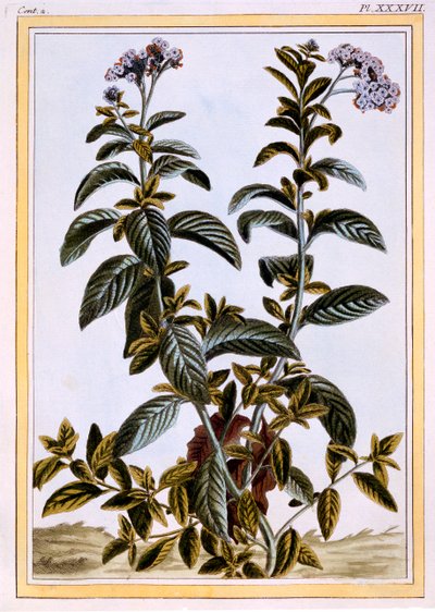 Heliotroop of kersentaart door Pierre Joseph Buchoz