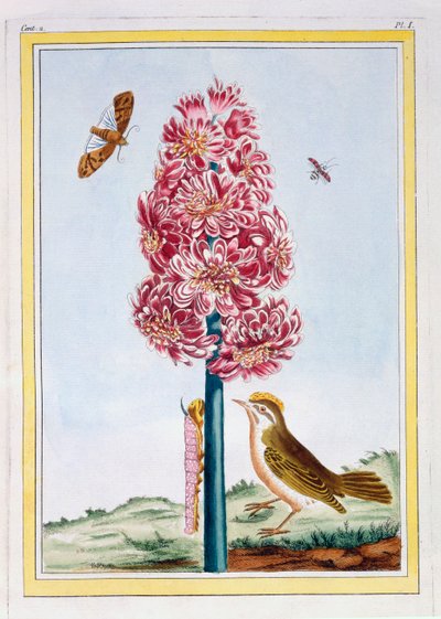 Hyacint, 1776 door Pierre Joseph Buchoz
