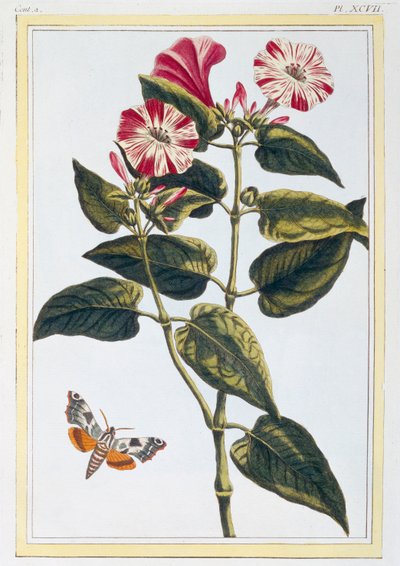 La Belle de Nuit Morning Glory, uitgegeven 1776 door Pierre Joseph Buchoz