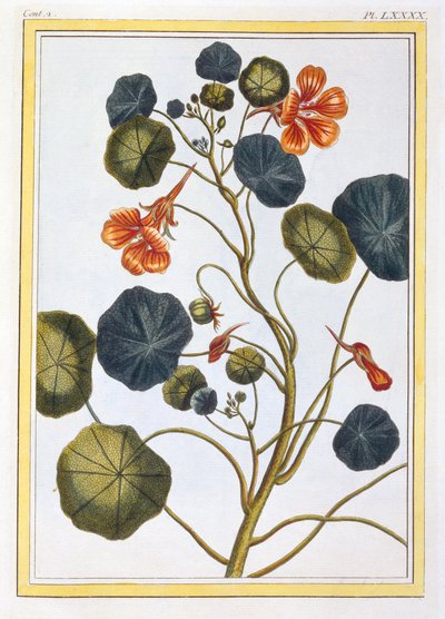 La Capucine Oost-Indische kers door Pierre Joseph Buchoz
