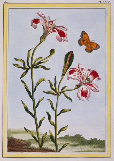 La Fleur Tachete des Incas (Peruaanse lelie), ca. 1766 (handgekleurde gravure) door Pierre Joseph Buchoz