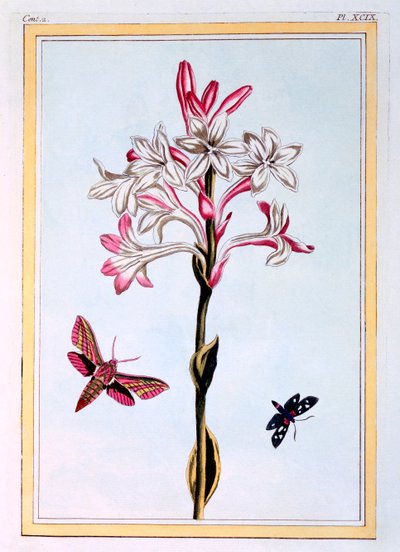 La Tuberose, pub. 1776 door Pierre Joseph Buchoz