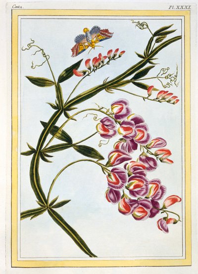 Le Grand Lathyre Everlasting Sweet Pea, pub. 1776 door Pierre Joseph Buchoz