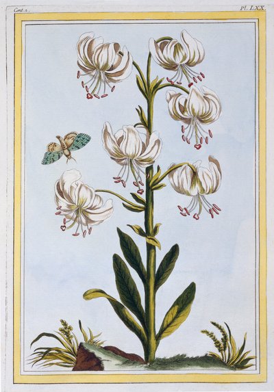 Le Martagan Blanc door Pierre Joseph Buchoz