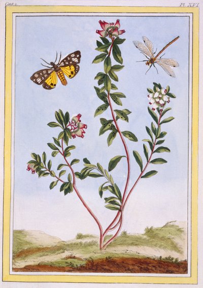 Le Petit arbousier des Aples Bergheide, pub. 1776 door Pierre Joseph Buchoz