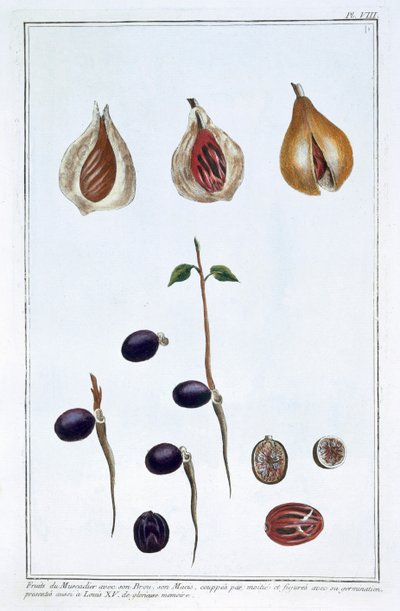 Nootmuskaat, ca. 1751-1807 door Pierre Joseph Buchoz