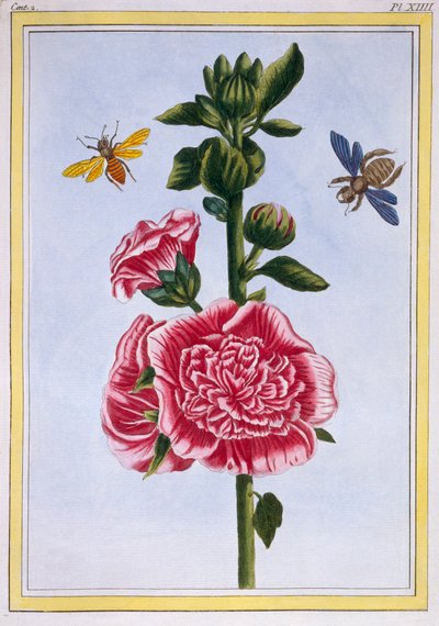 Passerose Stokroos, pub. 1776 door Pierre Joseph Buchoz