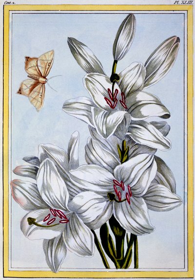 De Grote Witte Lelie door Pierre Joseph Buchoz