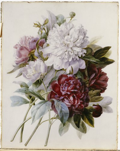 Een boeket van rode, roze en witte pioenen door Pierre Joseph Redouté