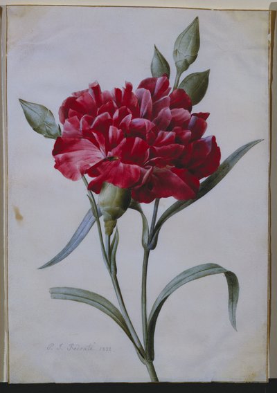 Een Donkerrode Anjer, 1822 door Pierre Joseph Redouté