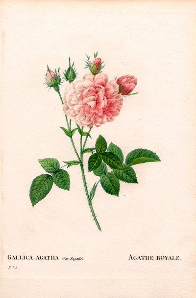 Agathe Royale roos, Rosa gallica variëteit door Pierre Joseph Redouté