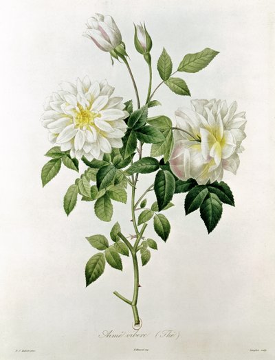 Aime Vibere (Thee) gegraveerd door Eustache Hyacinthe Langlois (1777-1837) door Pierre Joseph Redouté