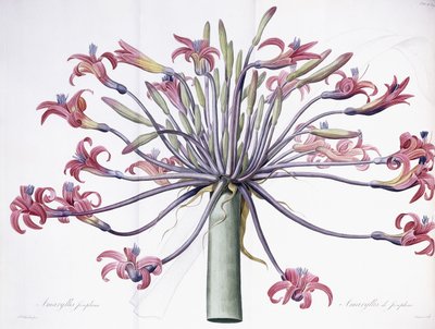 Amaryllis Josephina, 1802-1816 door Pierre Joseph Redouté
