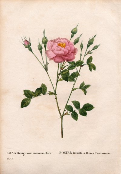 Anemoonbloemige hondsroos, Rosa rubiginosa variëteit, Rozenroest met anemoonbloemen. Handgekleurde stipple kopergravure uit Pierre Joseph Redoute