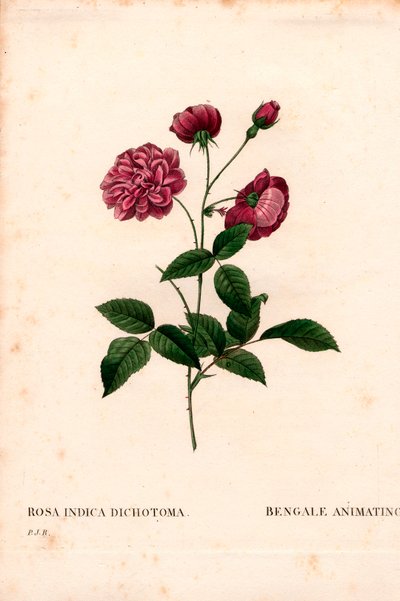 Animerende Chinese roos, Rosa chinensis hybride door Pierre Joseph Redouté