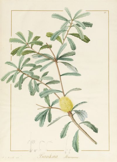 Banksia Marcescens, 1813 door Pierre Joseph Redouté