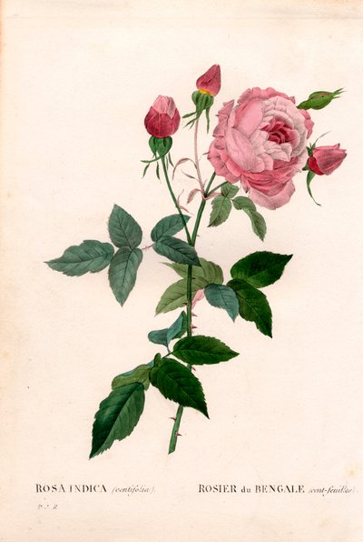 Bengaalse 100-bladige roze, Rosa chinensis variëteit, Bengaalse roos (honderd-bladig). Handgekleurde stipple kopergravure uit Pierre Joseph Redoute