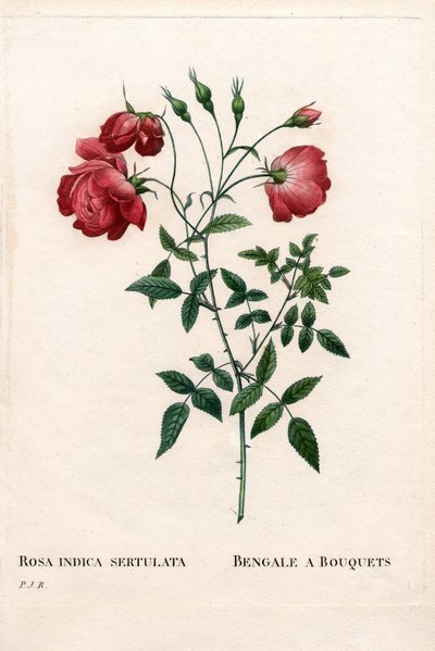 Bengaalse roos, Rosa chinensis variëteit. Handgekleurde stipple kopergravure uit Pierre Joseph Redoute