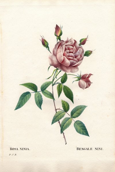 Bengaalse nini roos, Rosa indica ninia. Handgekleurde stipple kopergravure uit Pierre Joseph Redoute