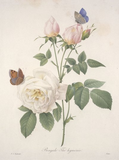 Bengale Thé hyménée, uit Choix Des Plus Belle Fleurs et des Plus Beaux Fruits, 1827 door Pierre Joseph Redouté