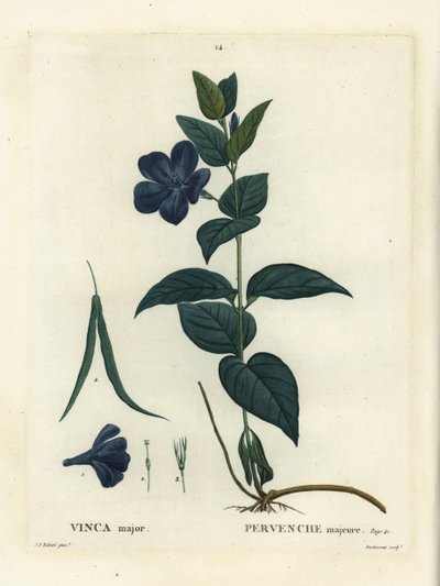 Grote maagdenpalm, Vinca major door Pierre Joseph Redouté